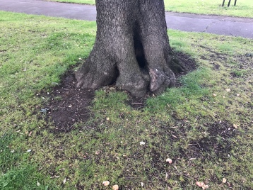 Trees have feet